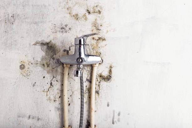 Best Toxic Mold Removal  in Hide A Way Lake, MS