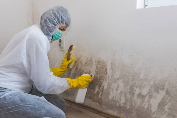 Best Commercial Mold Removal  in Hide A Way Lake, MS