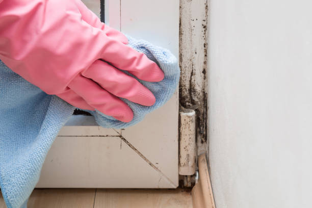 Best Mold Damage Repair  in Hide A Way Lake, MS